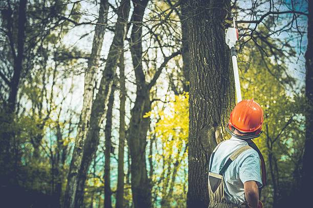 How Our Tree Care Process Works  in  King, WI