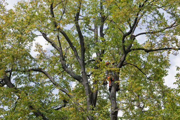 Professional Tree Removal Services in King, WI